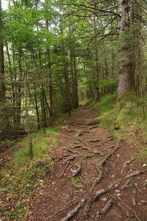Roots on the path on the Soca Trail, Slovenia 2020の写真素材