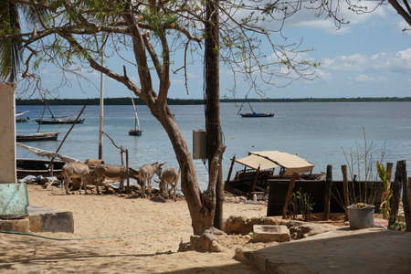 Donkeys gathering at the beach with traditional dhows in the background, Shela, Lamu Island, Kenyaの写真素材