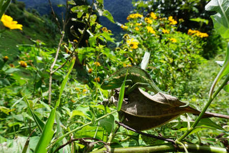 Female Jackson's Chameleon climbing on a small branch at Bwindi impenetrable forest, Ugandaの写真素材