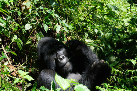 Big silverback mountain gorilla observing the park visitors at Bwindi Impenetrable Forest, Ugandaの写真素材