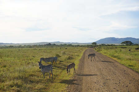 Group of Zebras at golden hour in the Serengeti, Tanzania 2021の写真素材