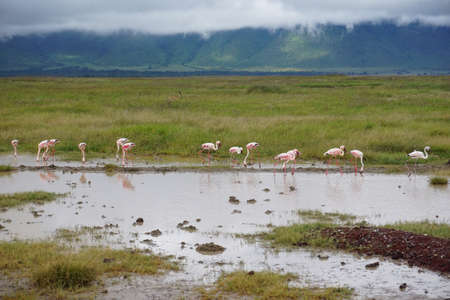 Group of flamingos standing in the water and searching for food, Ngorongoro Crater, Tanzania 2021の写真素材