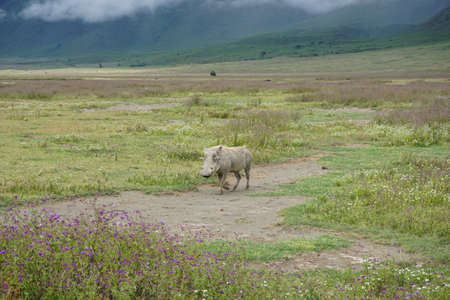 Warthog spotted in the Ngorongoro Crater, exploring the area, Tanzania 2021の写真素材