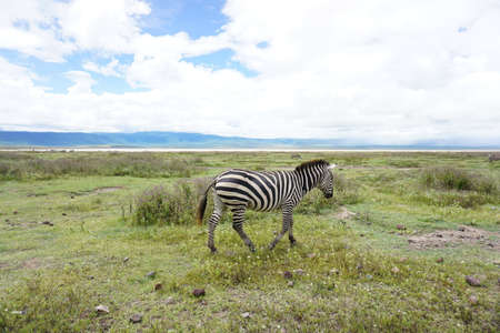 Close-up on a beautiful Zebra in the Ngorongoro Crater National Park, Tanzania 2021の写真素材
