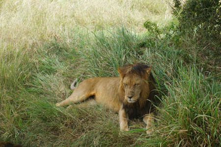 Male lion relaxing in the shade in the Serengeti, Tanzania 2021の写真素材