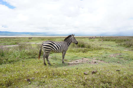 A Zebra in the Ngorongoro Crater National Park, Conservation Area, Tanzania 2021の写真素材
