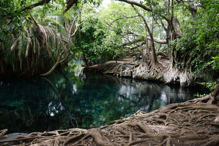 The beautiful Kikuletwa hot springs close to Moshi, Tanzania 2021の写真素材