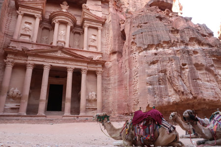 Camels resting in front of the Treasury, Al Khazneh, Petra, Jordan 2021の写真素材