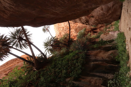 Wider section of Wadi Ghuweir Canyon, where the palm trees grow, Dana, Jordan 2021の写真素材