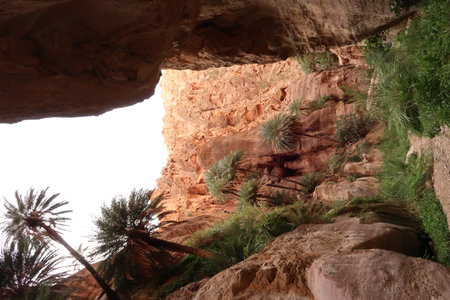 Dense and lush vegetation in the Wadi Ghuweir, Canyon, Dana, Jordan 2021の写真素材
