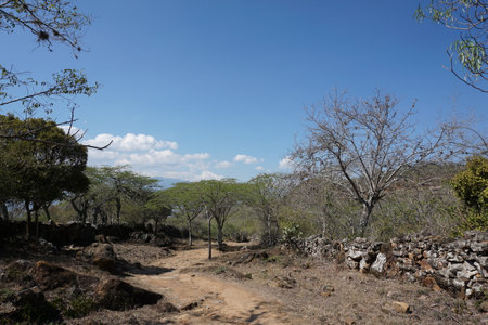 Vegetation along the Camino Real trail from Barichara to Guane, Colombia 2020の写真素材
