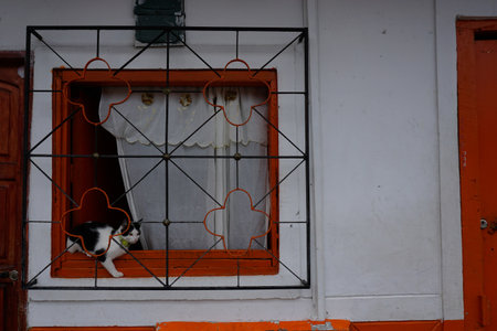 Curious cat looking out of a window in Jardin, Eje Cafetero, Colombia 2020の写真素材