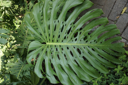 Big monstera leaf in the Botanical Garden of Medellin, Jardin Botanico de Medellin, Colombia 2020の写真素材