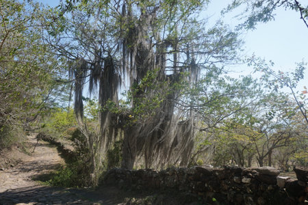 Tree covered with Spanish Moss on the Camino Real Trail from Barichara to Guane, Colombia 2020の写真素材
