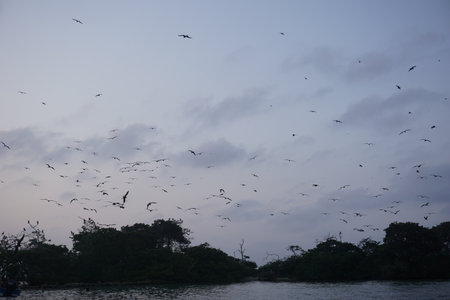Birds flying over bird island Cabruna close to Rincon del Mar, Colombia 2020の写真素材
