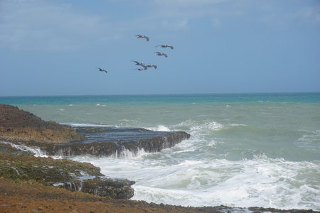 Pelican birds flying over cliffs in Cabo de la Vela, La Guajira, Colombia 2020の写真素材