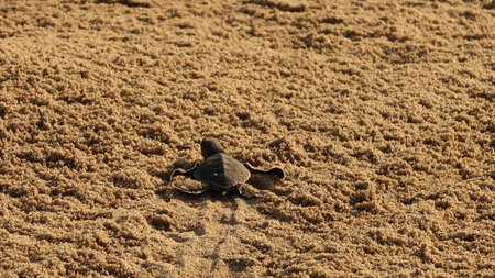 Released baby turtle on the beach of Playa Bacocho walking to the ocean, Puerto Escondido, Mexico...