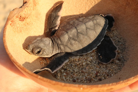 Releasing a little baby turtle at the beach Playa Bacocho in Puerto Escondido, Mexico 2022の写真素材