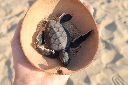 Releasing a little baby turtle into the ocean at Playa Bacocho in Puerto Escondido, Mexico 2022の写真素材