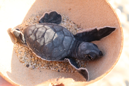 Releasing a baby turtle into the ocean at Playa Bacocho in Puerto Escondido, Mexico 2022の写真素材