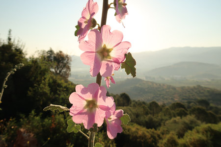 Pink hollyhock blooming in the landscape around Ephesus in the early morning sun, Selcuk, Turkey 2022の写真素材