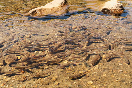 Many brown fish are swimming in the shallow cold water of the Kidney, Babreka Lake, one of the Seven Rila Lakes, situated on a plateau in the Rila National Park, close to Sofia, Bulgaria 2022の写真素材