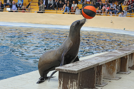 funny seal playing with a ballの写真素材