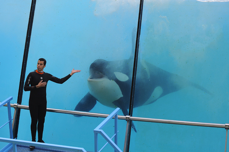 killer whale playing a showのeditorial素材