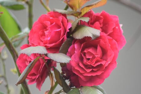 red roses in spring in Asturiasの写真素材