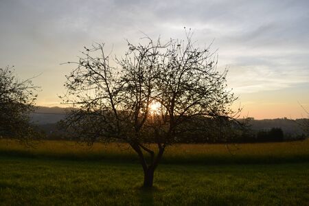 sunset through an apple tree, Asturias, Spainの写真素材