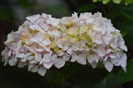hydrangeas in spring in Asturias, Spainの写真素材