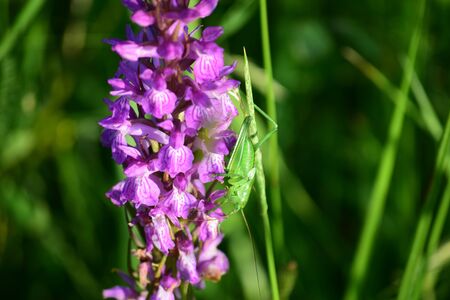view of grasshopper in a wildflowerの写真素材