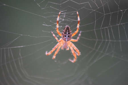 Spider in its spider webの写真素材