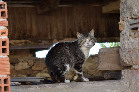 view of a cat in an old wood and stone houseの写真素材