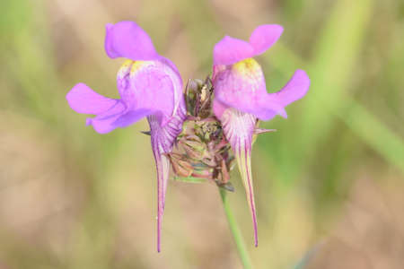 bug in the center of a purple wildflowerの写真素材