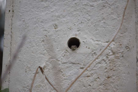 lizard in a hole in a concrete power poleの写真素材
