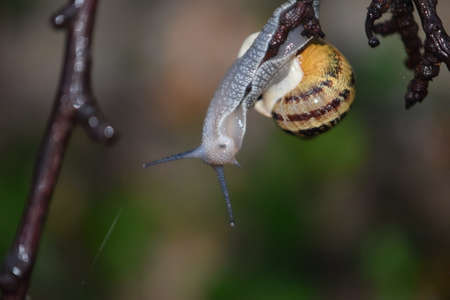 snail hanging on a tree branchの写真素材