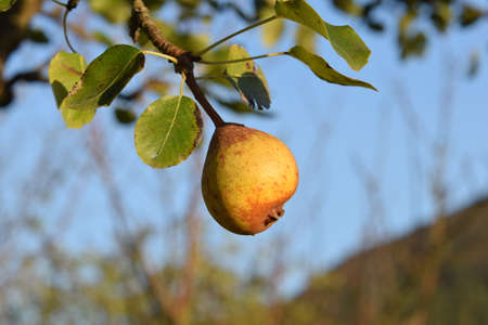 pear ripening in the pear tree on a sunny summer dayの写真素材