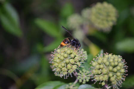 Velutina wasp perched on a flowerの写真素材