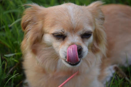 bitch licking in the fieldの写真素材