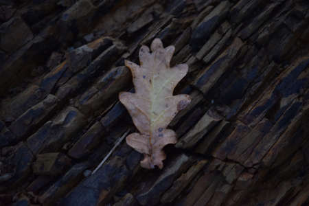 oak leaf on slate floorの写真素材