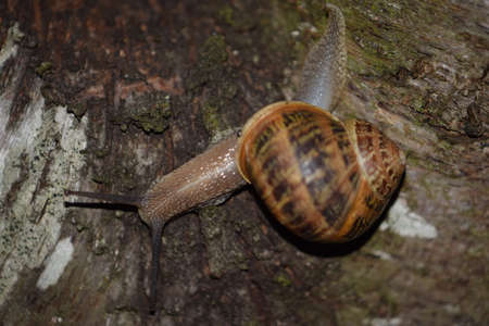 snail on a wooden logの写真素材