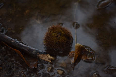 cassava hedgehog in a pool of water in the forestの写真素材