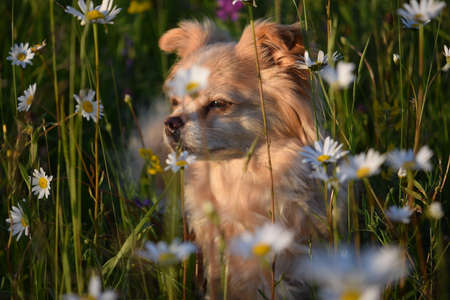 female dog in a field of daisies in summerの写真素材