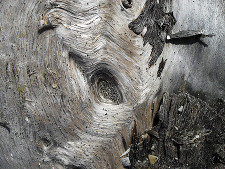 Woodの写真素材