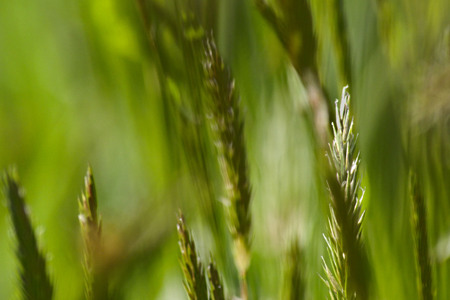 green grass, green brushstrokesの写真素材