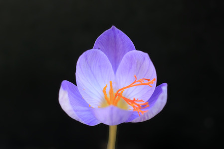 Crocus, solitaire flowerの写真素材