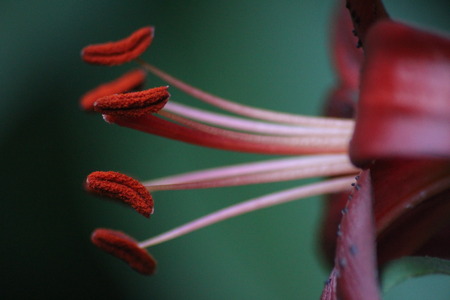 Lilium Tigrinum, pistils of lilyの写真素材