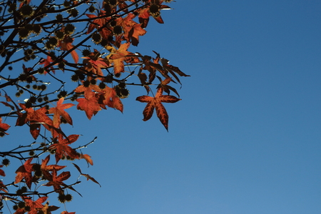 Autumn red leaves from below against the blue skyの写真素材