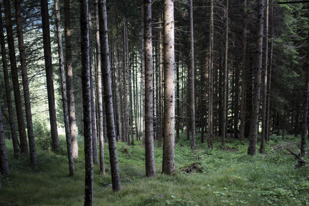 Into the woods